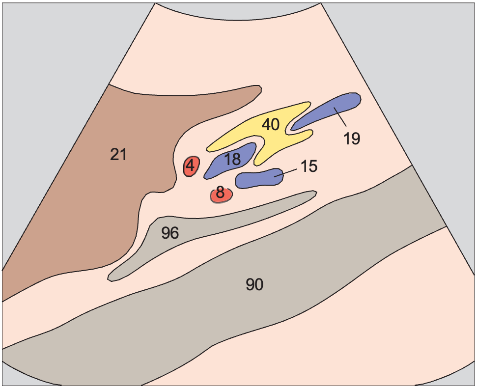 Right renal artery and left renal vein
