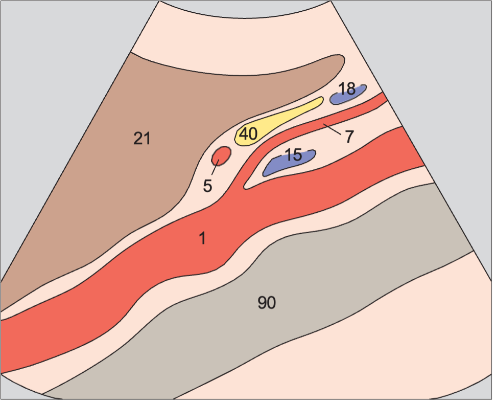 Aorta and left renal vein