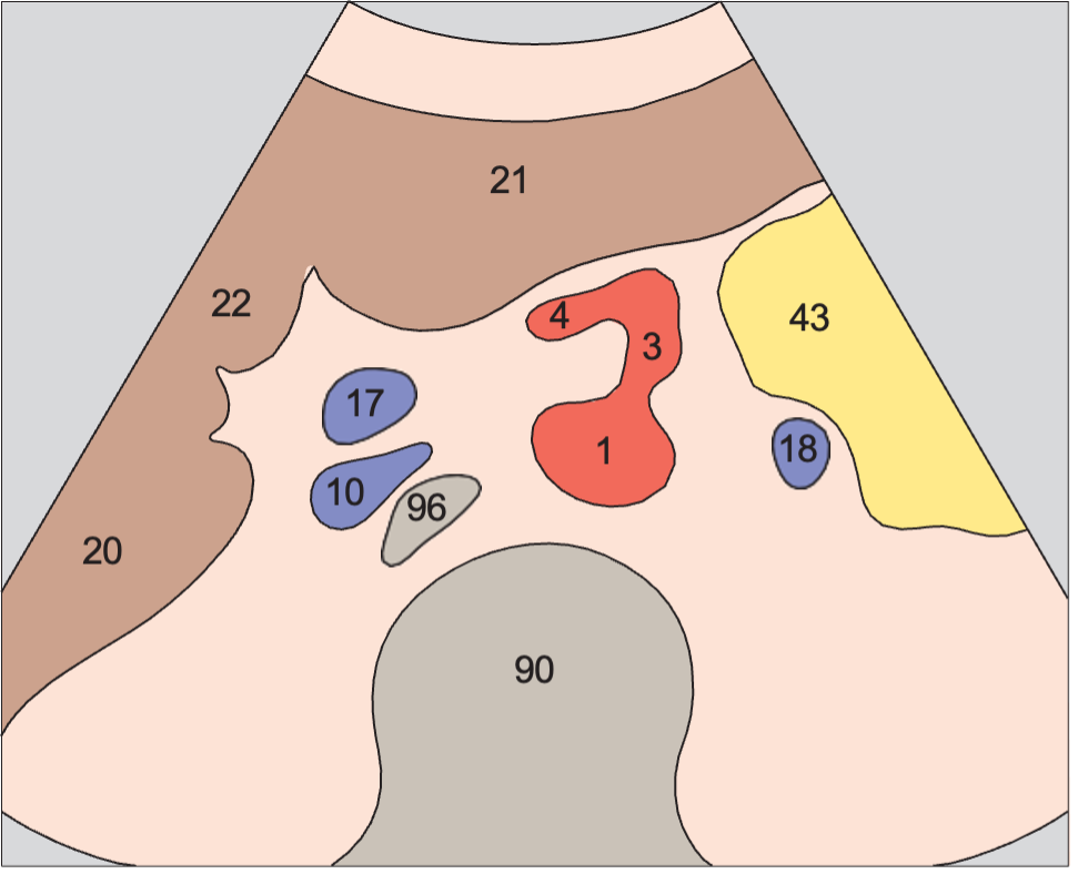 Hepatic artery