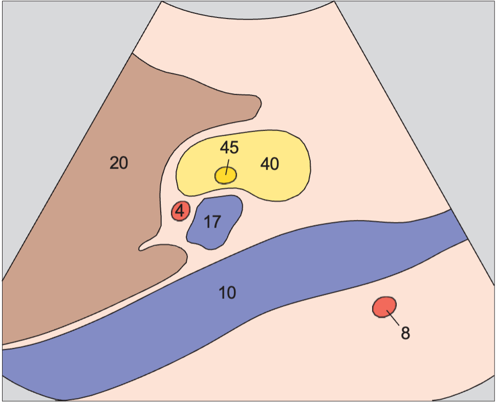 Portal vein and hepatic artery