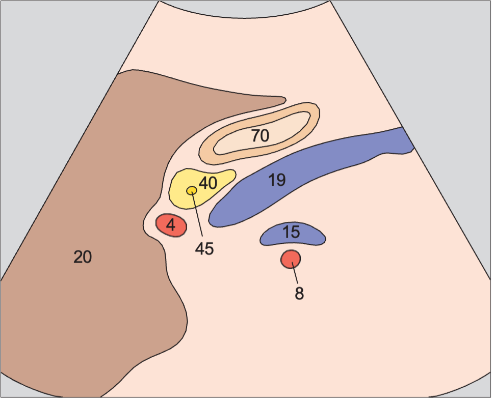 Hepatic artery, superior mesenteric vein