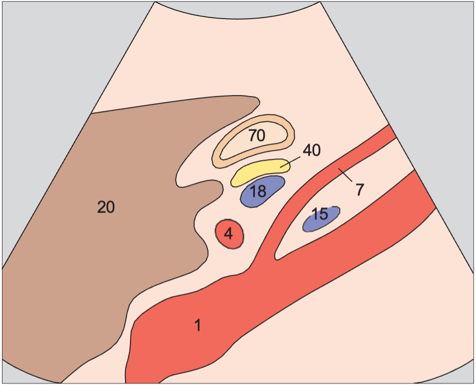 Hepatic artery, superior mesenteric artery, and splenic vein