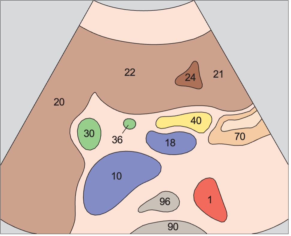 Bile duct, gallbladder, vena cava