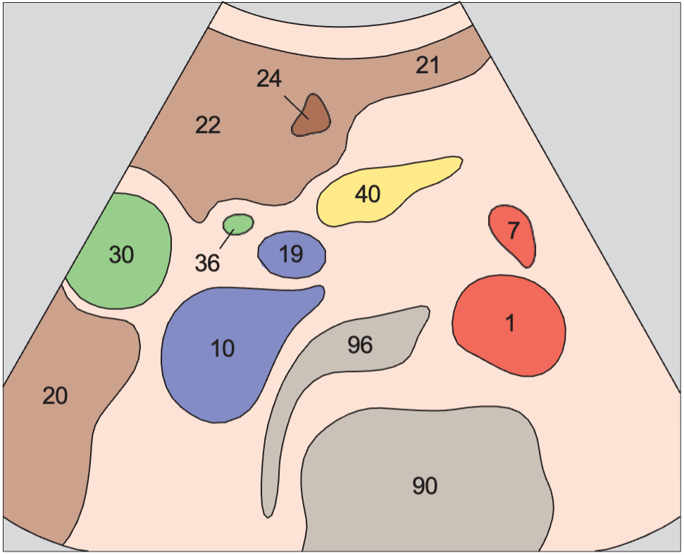 Bile duct, gallbladder, superior mesenteric vein