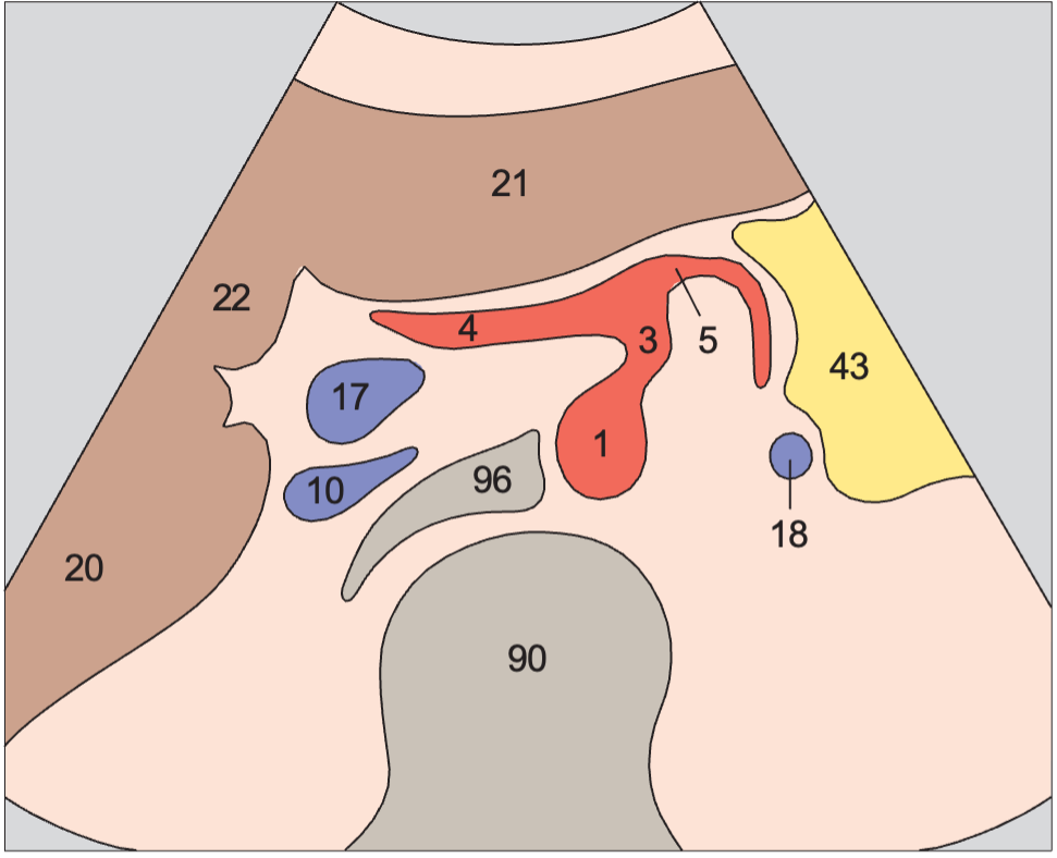 Splenic artery