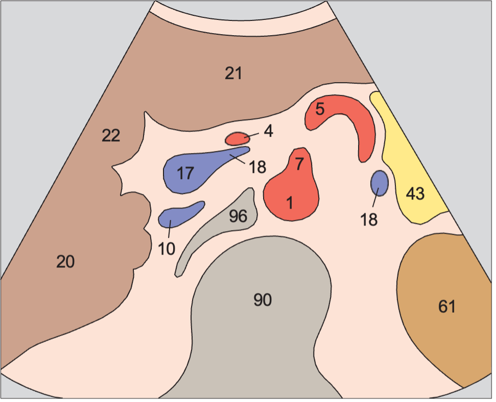 Superior mesenteric artery