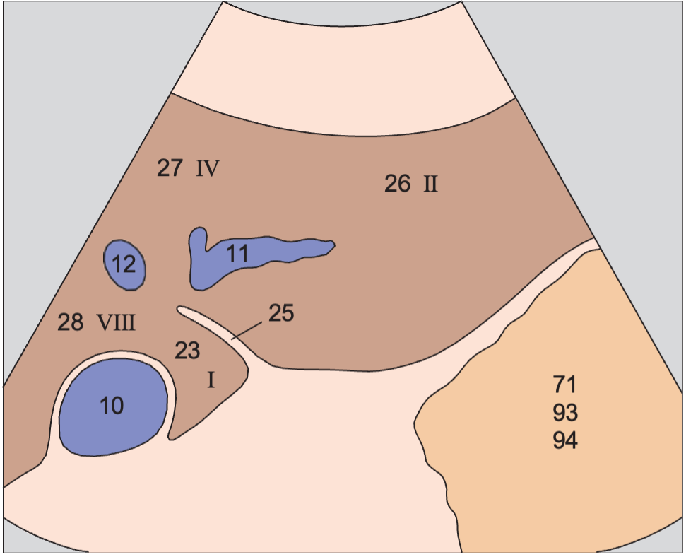 Left lobe of liver, lateral segment, caudate lobe