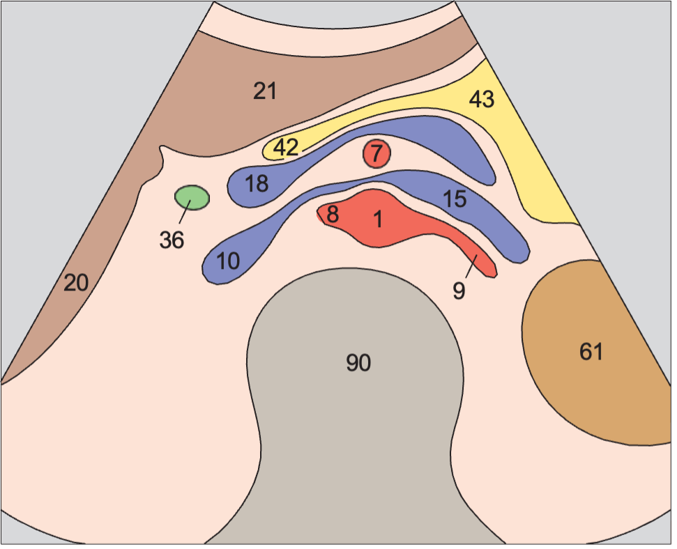 Superior mesenteric artery and splenic vein