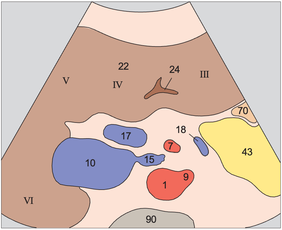 Medial and anterior hepatic segments, quadrate lobe, ligamentum teres, portal vein