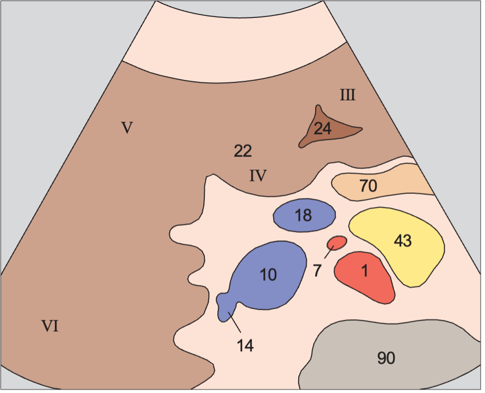 Medial and anterior hepatic segments, quadrate lobe, ligamentum teres, portal vein