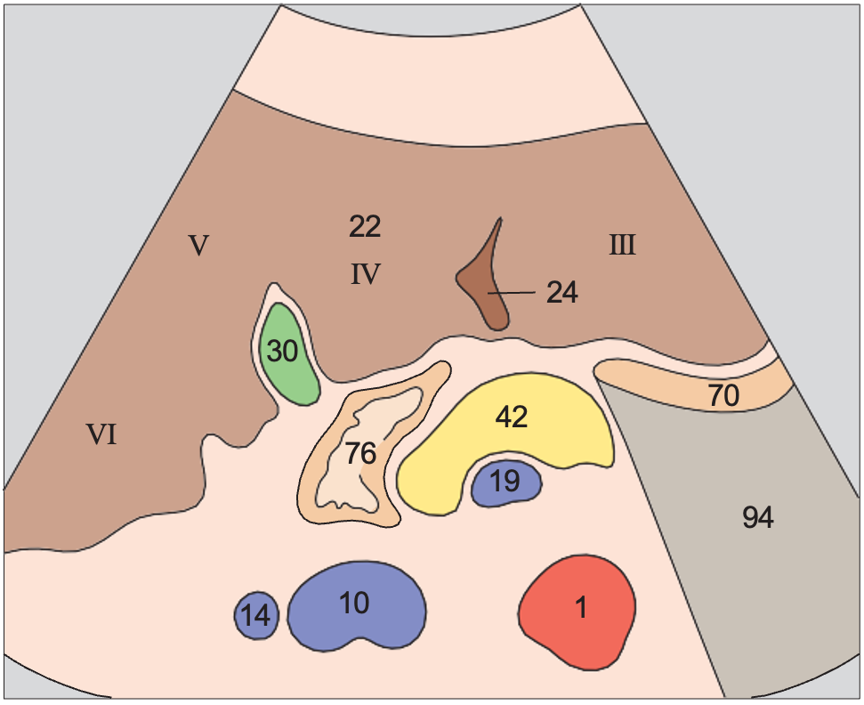 Medial and anterior hepatic segments, quadrate lobe, ligamentum teres, gallbladder