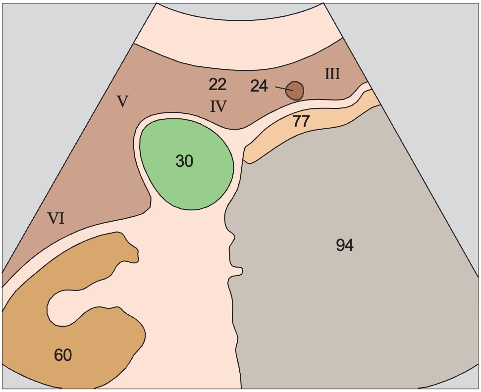 Inferior border of liver, kidney, gallbladder, ligamentum teres
