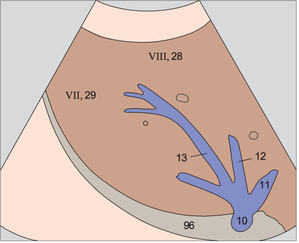 Posterior segment, cranial subsegment