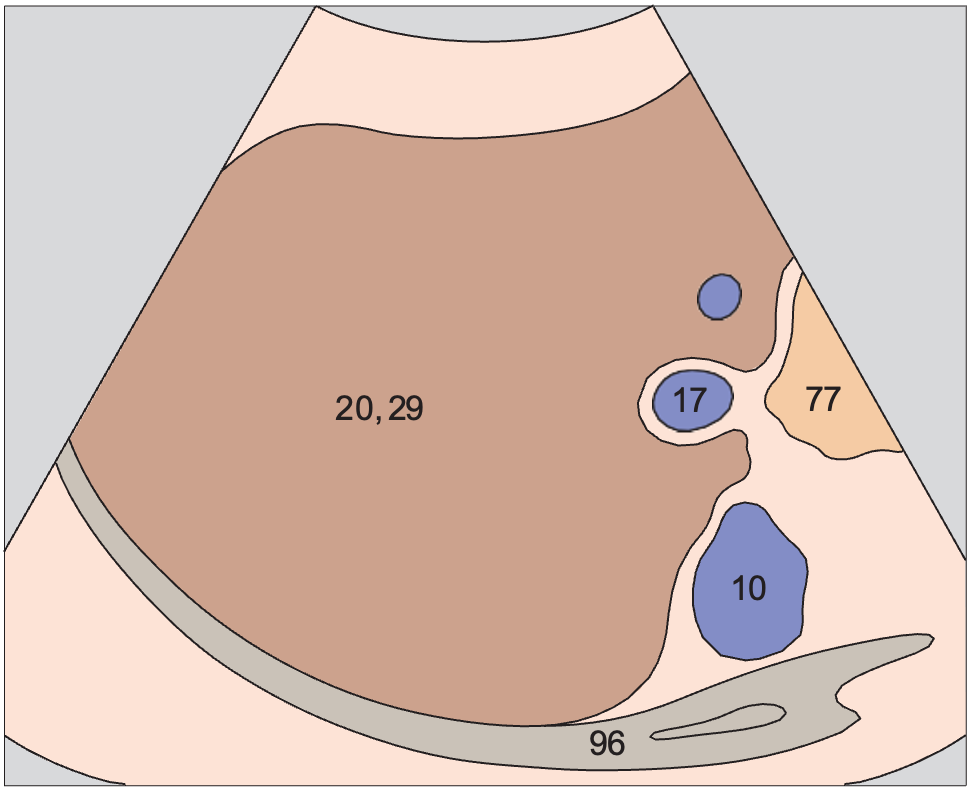 Posterior segment, portal vein