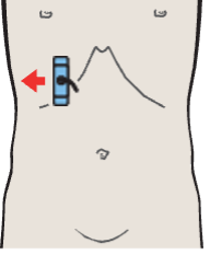Vena cava, duodenum, bifurcation of portal vein