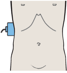 Kidney, renal vein, liver
