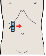 Adrenal gland, liver