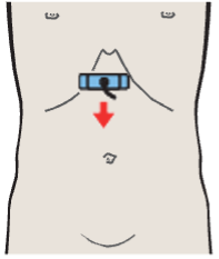 Cardia, aorta, liver