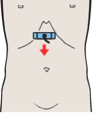 Cardia, body of stomach, aorta, liver