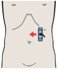 Antrum, liver, pancreas