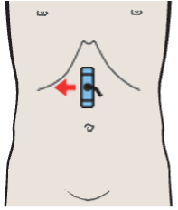 Pylorus, pancreas, liver