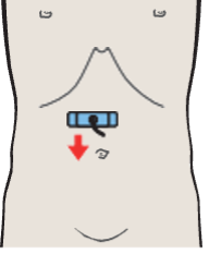 Antrum, liver, pancreas