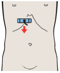 Inferior border of liver, kidney, gallbladder, ligamentum teres